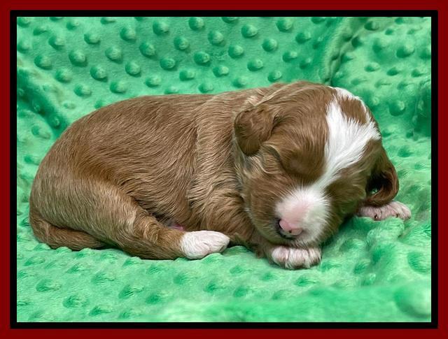 Misha Rebel 2 weeks old 91