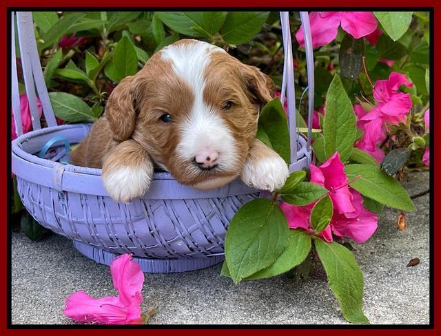 Misha Rebel 3 wks old 241
