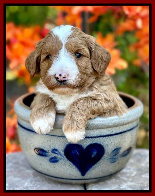 Misha Rebel pups 4 wks old 171