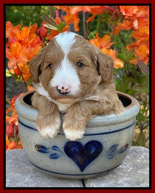 Misha Rebel pups 4 wks old 181