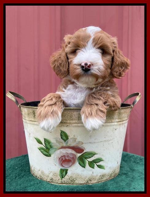 Misha Rebel pups 6 wks old 151