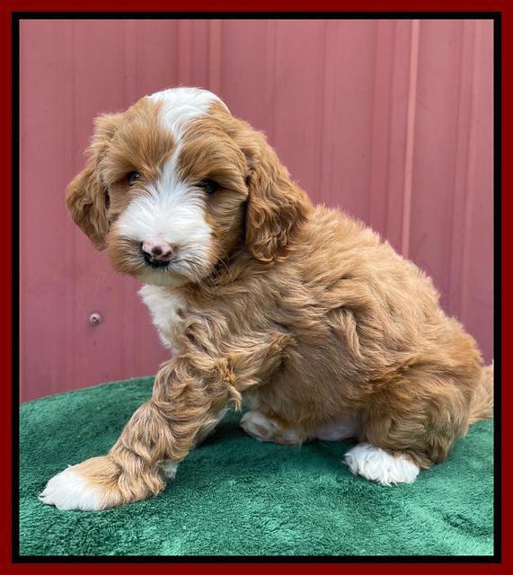 Misha Rebel pups 6 wks old 161