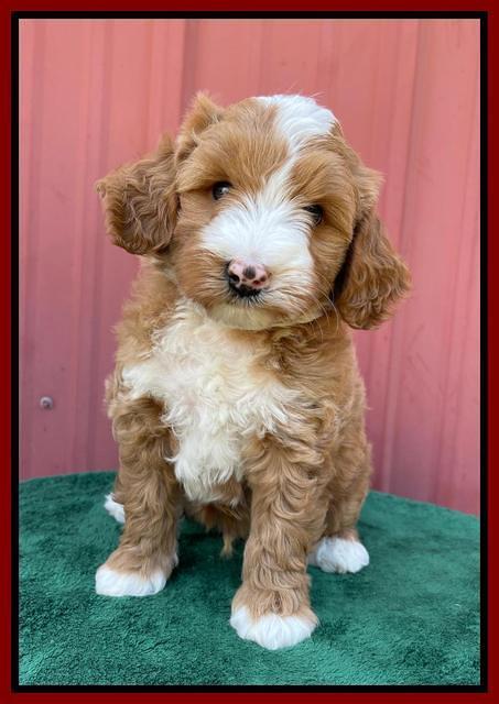 Misha Rebel pups 6 wks old 171