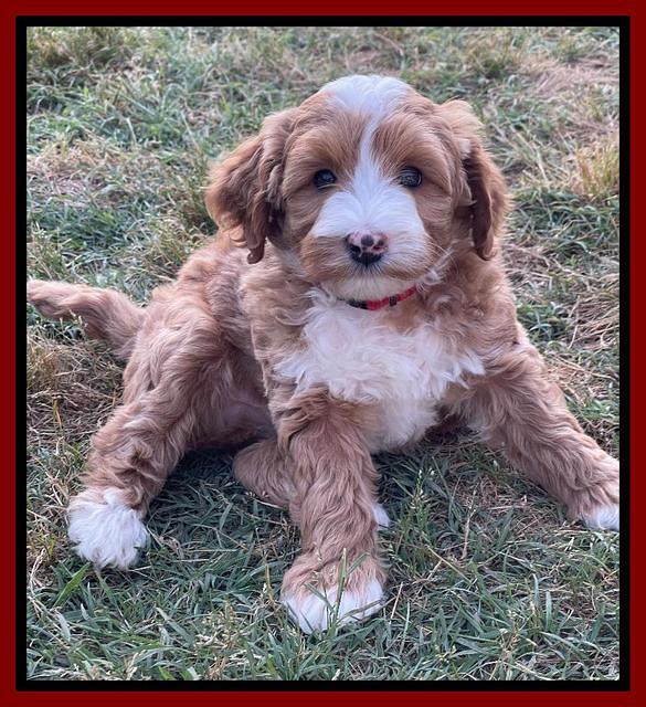 Misha Rebel pups 7 wks old 131