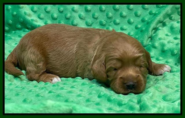 Misha Rebel 2 weeks old 121