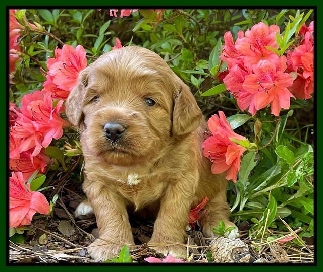 Misha Rebel 3 wks old 291