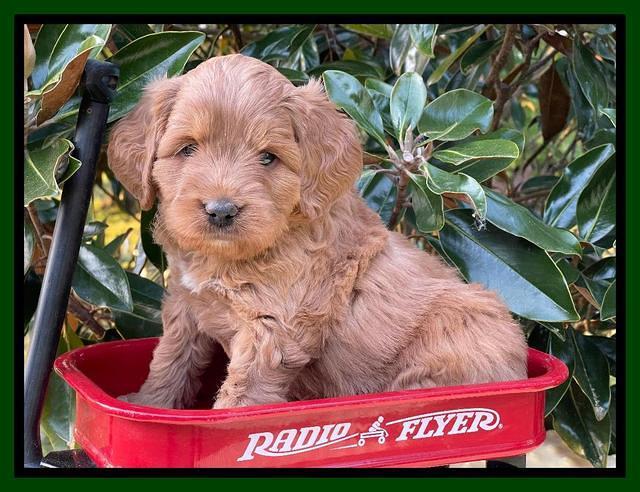 Misha Rebel pups 5 weeks old 191