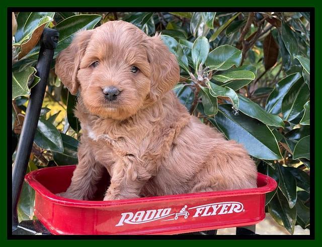 Misha Rebel pups 5 weeks old 211