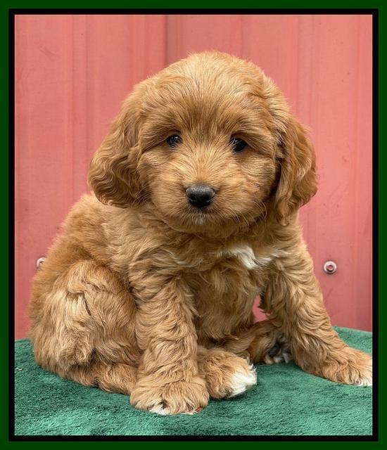 Misha Rebel pups 6 wks old 191