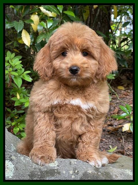 Misha Rebel pups 8 wks old 41