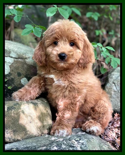 Misha Rebel pups 8 wks old 51