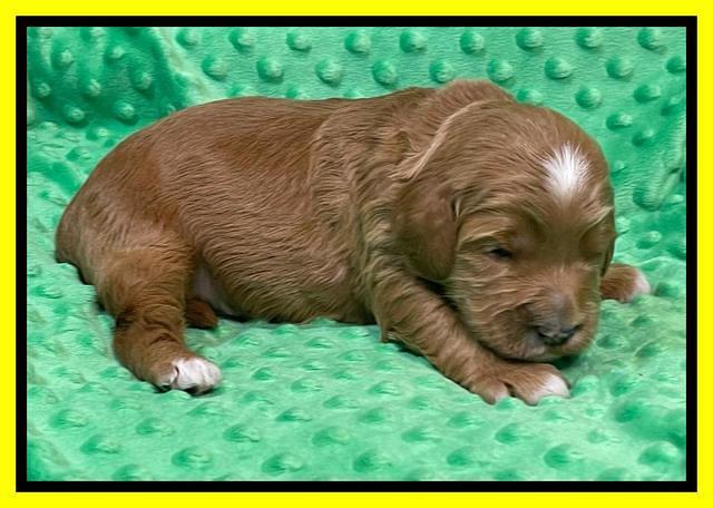 Misha Rebel 2 weeks old 141
