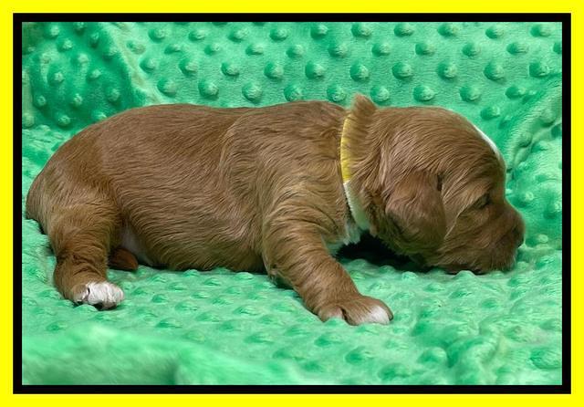 Misha Rebel 2 weeks old 151