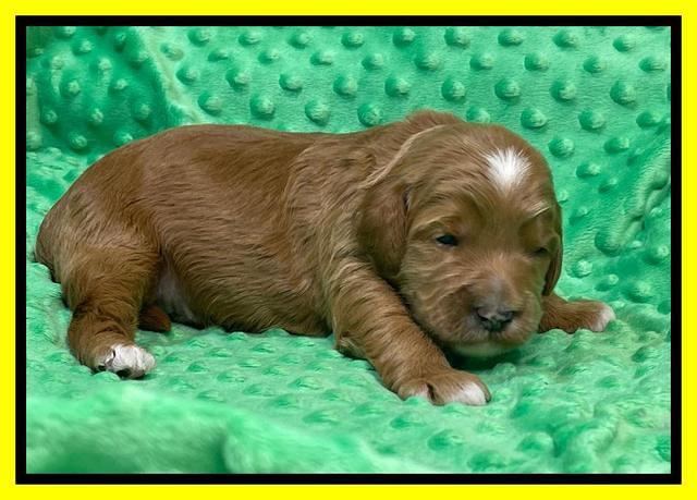 Misha Rebel 2 weeks old 161