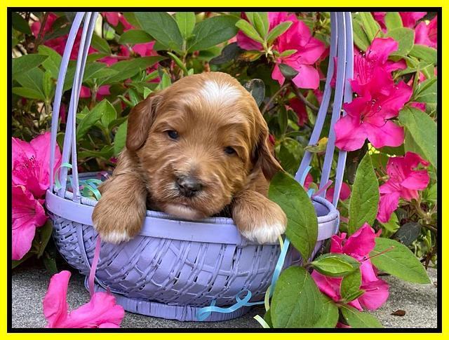 Misha Rebel 3 wks old 331