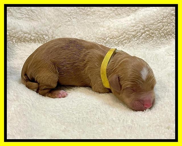 Misha Rebel Newborn 61