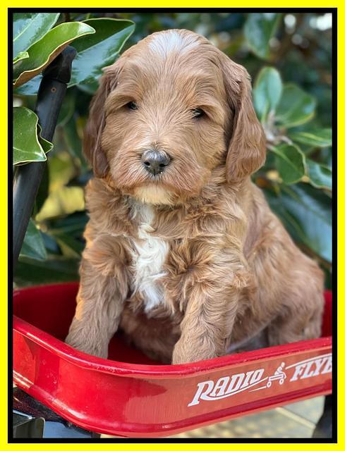 Misha Rebel pups 5 weeks old 271