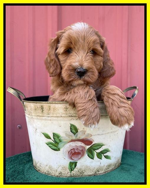 Misha Rebel pups 6 wks old 231