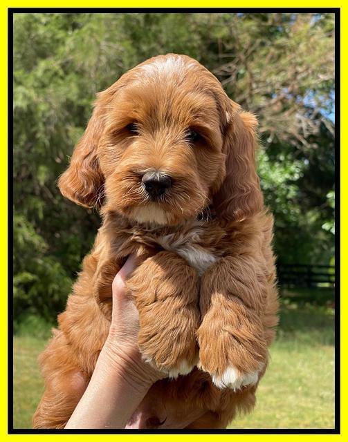 Misha Rebel pups 7 wks old 191