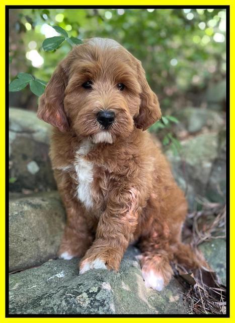 Misha Rebel pups 8 wks old 10100