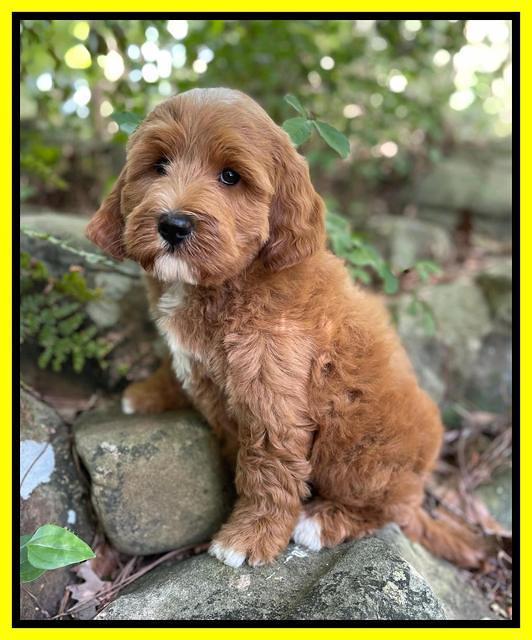 Misha Rebel pups 8 wks old 11100