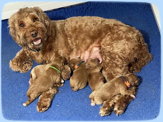 Misha Boots One week old pups 171