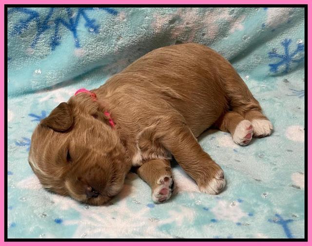 Misha Boots 2 week old pups 41