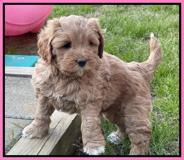 Misha Boots 5.5-6.5 week old pups 21