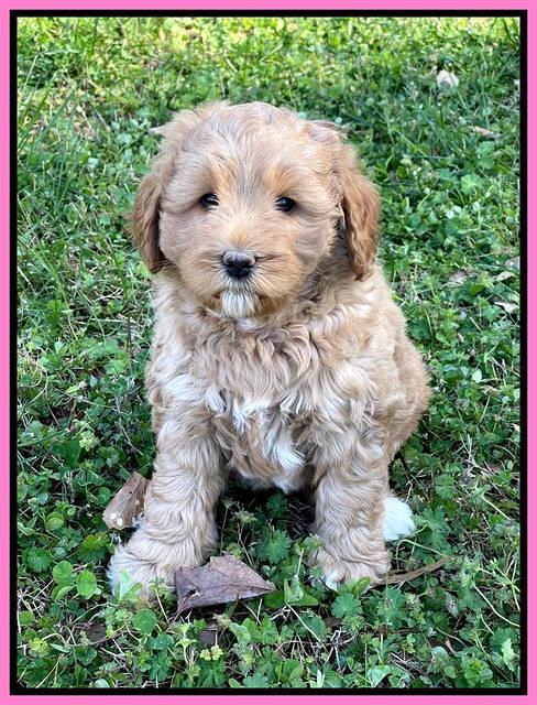 Misha Boots 5.5-6.5 week old pups 41