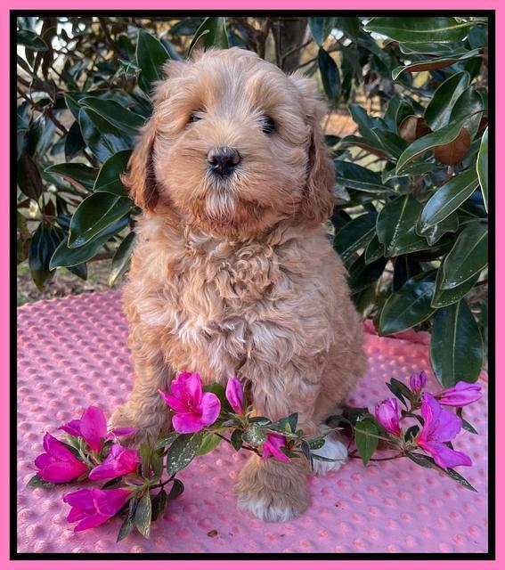 Misha Boots 7 week old pups 11