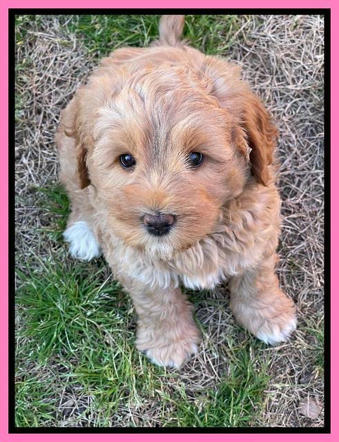 Misha Boots 7 week old pups 21