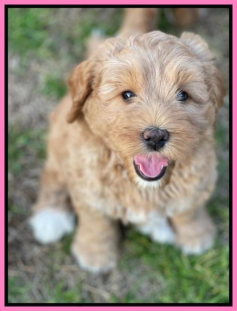 Misha Boots 7 week old pups 61