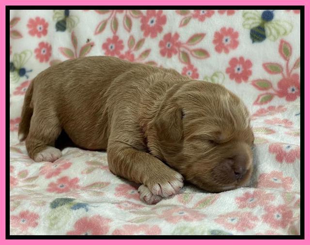 Misha Boots One week old pups 21
