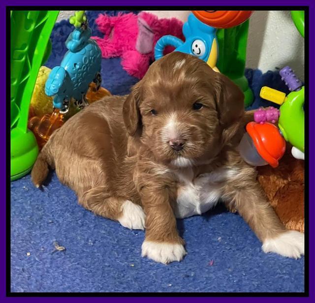 Misha Boots 3 week old pups 101