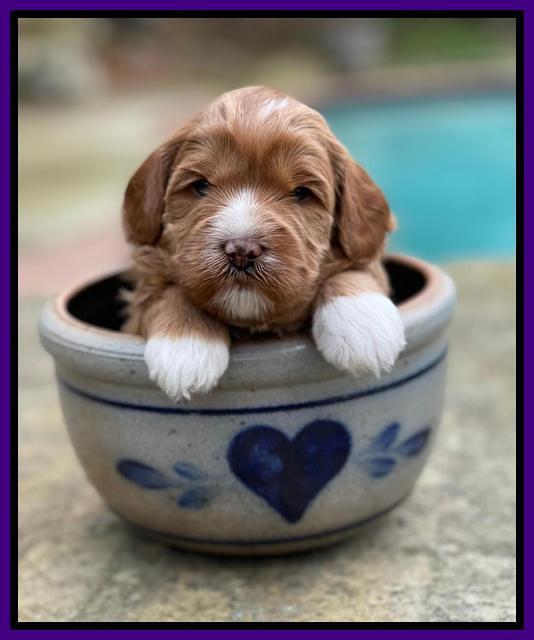 Misha Boots 3 week old pups 51