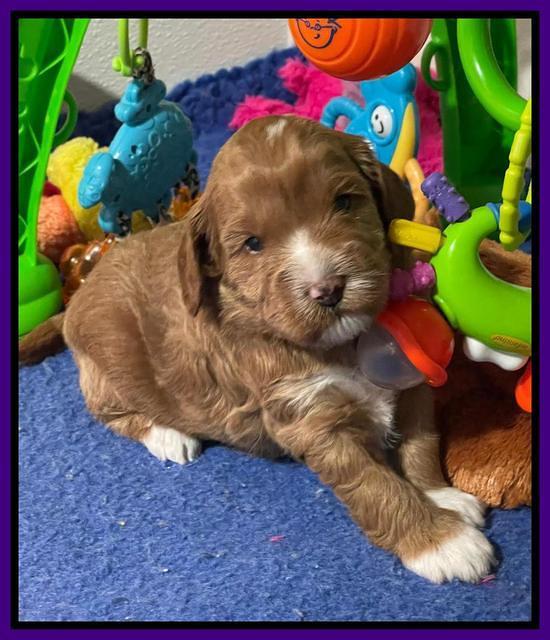 Misha Boots 3 week old pups 91