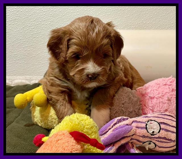 Misha Boots 4 week old pups 131