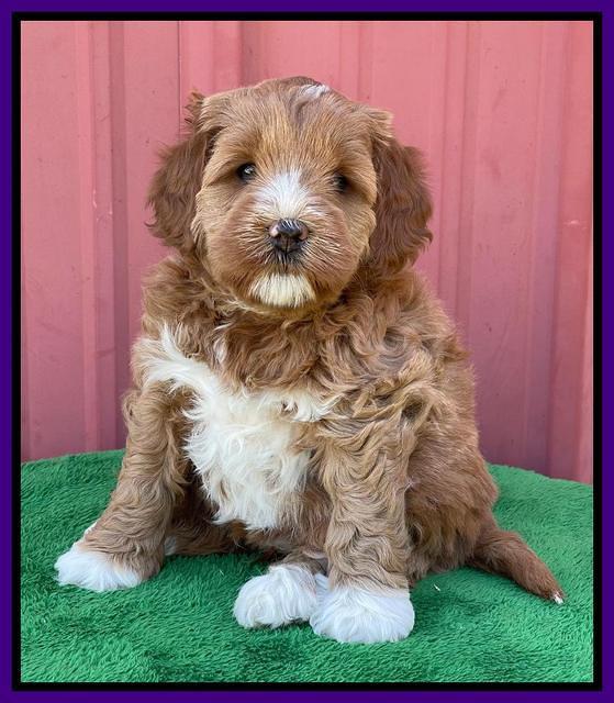 Misha Boots 5 week old pups 61