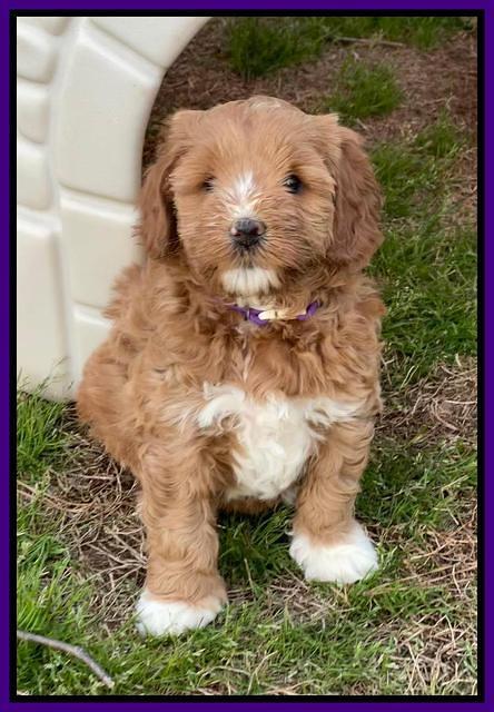 Misha Boots 5.5-6.5 week old pups 111