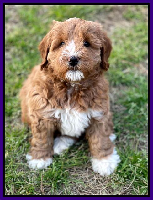 Misha Boots 7 week old pups 141