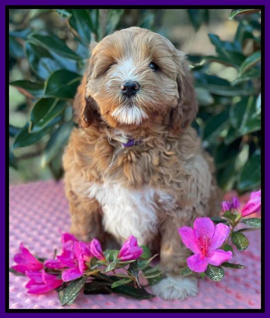 Misha Boots 7 week old pups 151