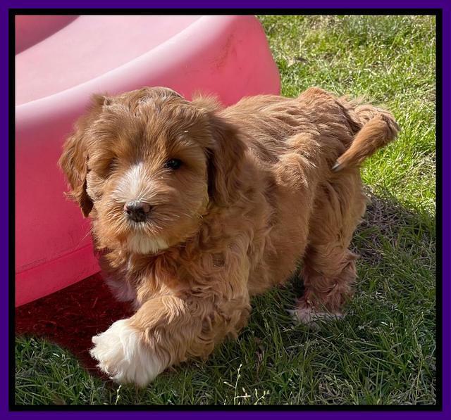 Misha Boots 7 week old pups 91