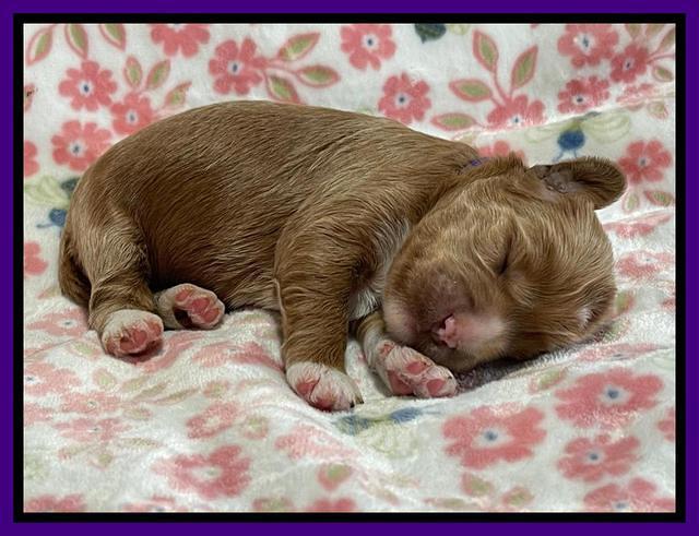 Misha Boots One week old pups 41