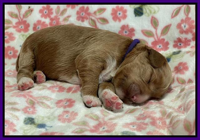 Misha Boots One week old pups 51