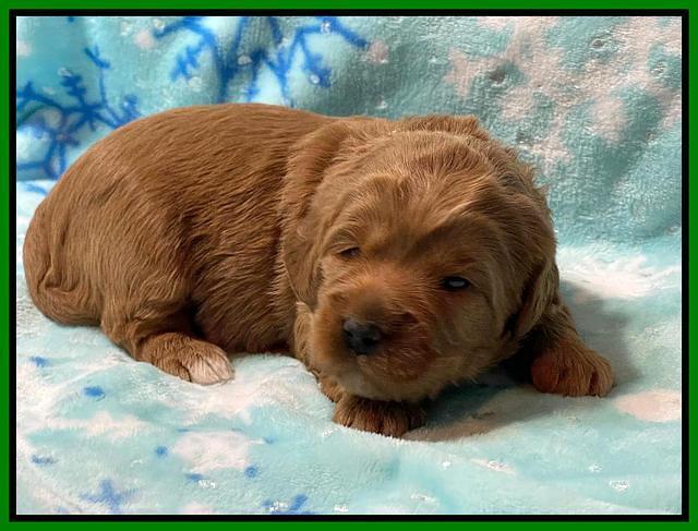 Misha Boots 2 week old pups 111