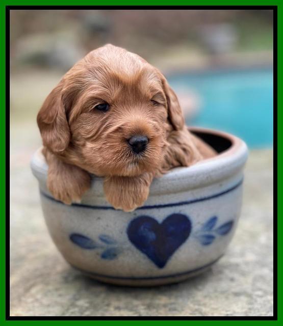 Misha Boots 3 week old pups 141