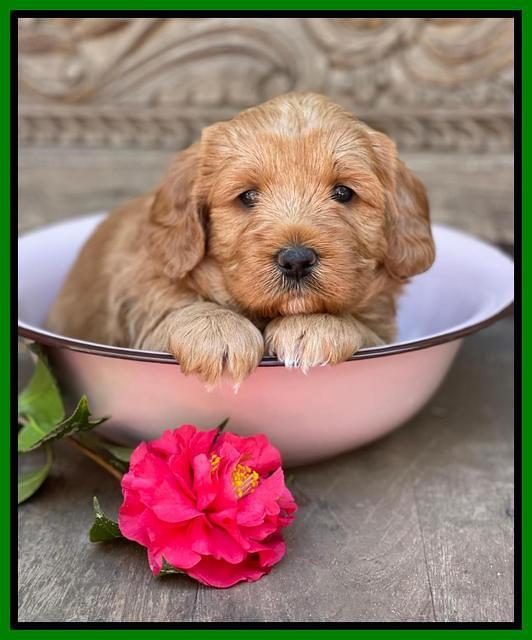 Misha Boots 4 week old pups 161