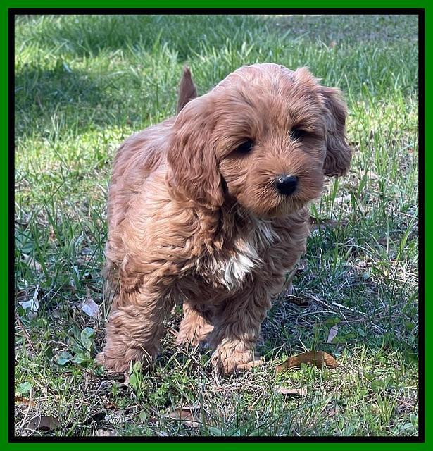 Misha Boots 5.5-6.5 week old pups 181