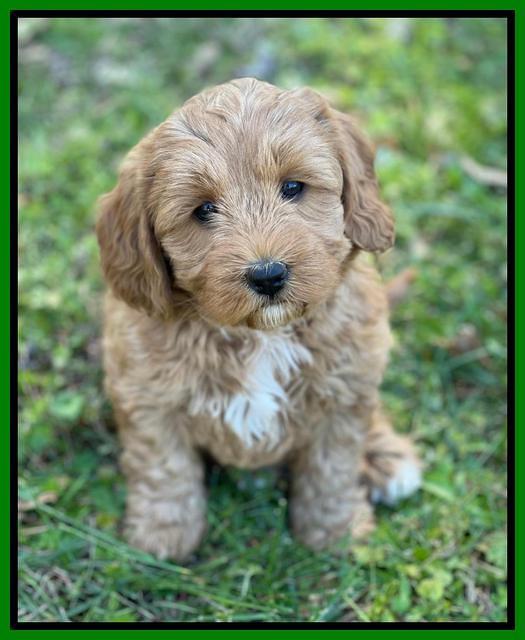 Misha Boots 5.5-6.5 week old pups 211