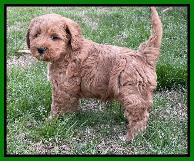 Misha Boots 5.5-6.5 week old pups 241